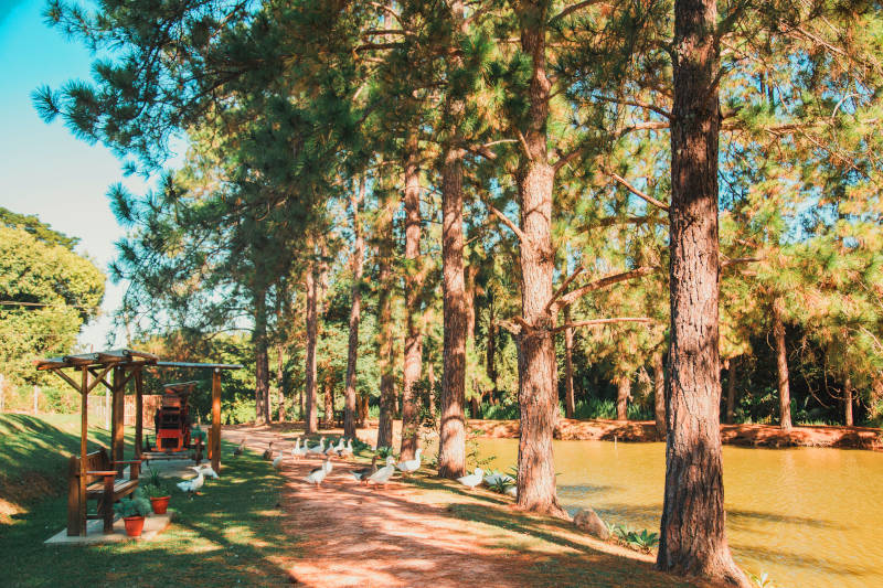Passeio Clássico