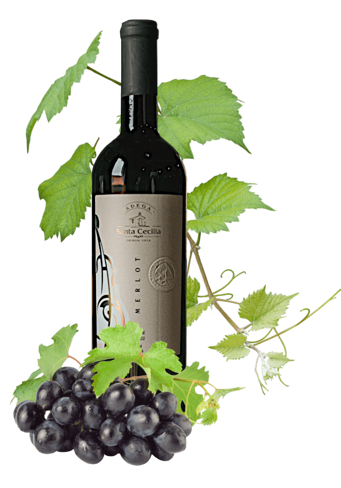 Vinho Merlot